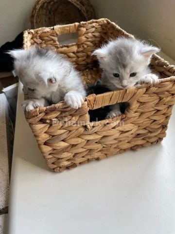 Beautiful Maine Coon Kittens