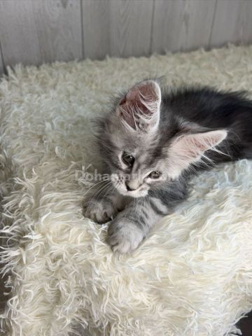 Beautiful Maine Coon Kittens